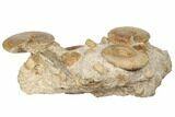 Jurassic Ammonite, Bivalve, Gastropod & Belemnite Association - France #191729-7